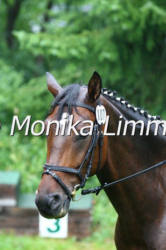 007L6837_Donatello_Dresspferde A.JPG